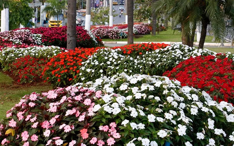 Canteiros de flores em Atibaia